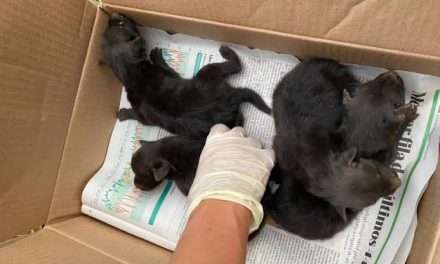 Quatro filhotes de lobos-guará nascem no Zoológico de Goiânia