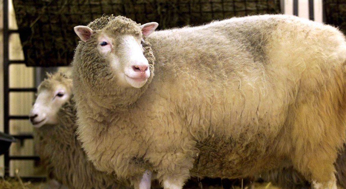 Primeiro mamífero clonado, ovelha Dolly completaria hoje 25 anos