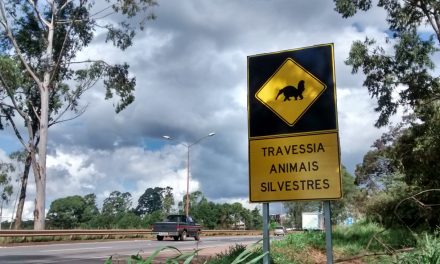Projeto quer tornar obrigatório o socorro a animais atropelados em rodovias goianas