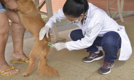 Aparecida de Goiânia começa campanha de vacinação antirrábica para cães e gatos