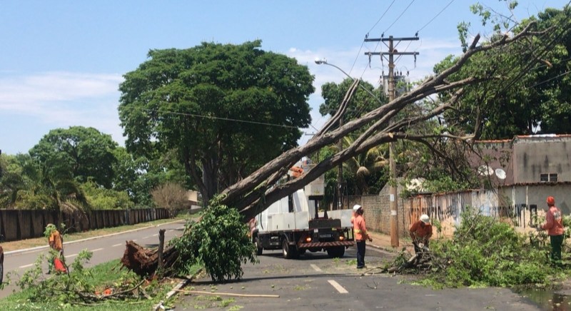 Prefeitura intensifica remoção de árvores caídas após temporal