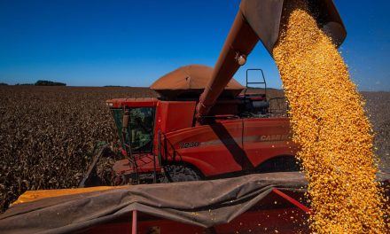 Produção de grãos deve chegar a 312,4 milhões de toneladas em 2023
