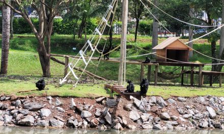 Zoológico de Goiânia reinaugura ilhas dos primatas no domingo