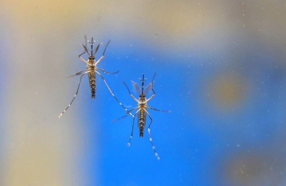 Secretaria de Saúde emite alerta sanitário após registrar recorde de casos de chikungunya em Goiás