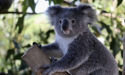 Austrália classifica coala como espécie em perigo