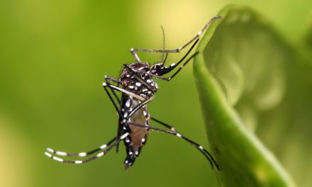 UFG desenvolve controle biológico do mosquito transmissor da dengue