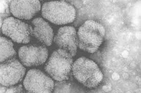 Opas divulga diretrizes para testes de detecção da varíola dos macacos