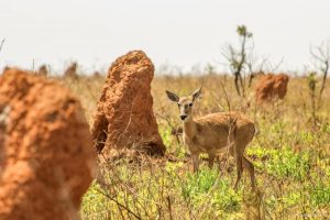 Área de Cerrado equivalente a 50 campos de futebol é desmatada ilegalmente às margens do Parque Nacional das Emas