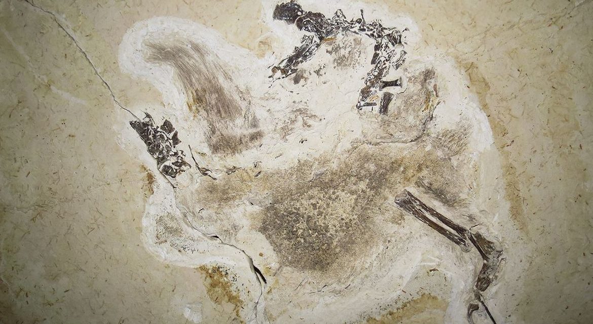 Fóssil descoberto no Brasil que está na Alemanha deve ser repatriado