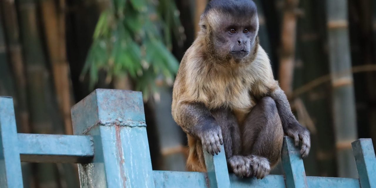 Prefeitura de Goiânia atua no monitoramento da saúde dos macacos residentes nos parques municipais e unidades de conservação