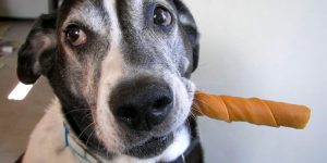 Secretaria anuncia recall imediato de petiscos após morte de cães