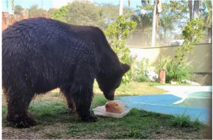 Animais do Zoológico de Goiânia recebem picolés para suportar onda de calor