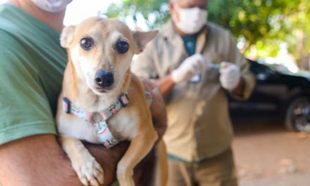 Prefeitura de Goiânia promove adoção de animais e oferece consultas veterinárias gratuitas na 6ª Caravana do Bem