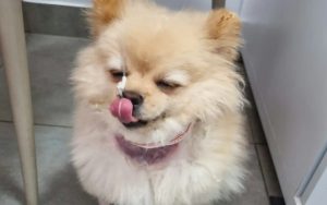 Goiás tem segunda morte de cachorro por suspeita de intoxicação após comer petisco que estaria contaminado