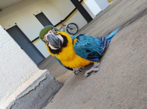 Amma resgata 55 animais silvestres em residências e comércios, no mês de setembro