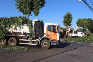 Prefeitura de Goiânia realiza poda preventiva de árvores em 44 bairros para reduzir transtornos em vias públicas