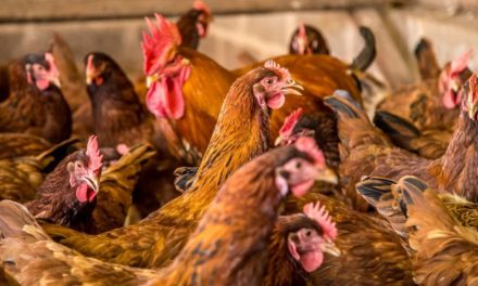 Governo prorroga estado de emergência zoossanitária por gripe aviária