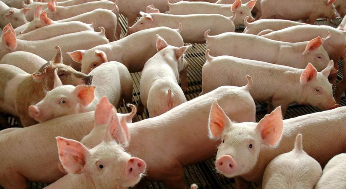 Goiás bate recorde no abate de suínos e frangos em 2022