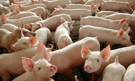 Goiás bate recorde no abate de suínos e frangos em 2022
