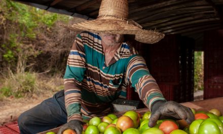Goiás deve responder por quase um terço da produção brasileira de tomate em 2023