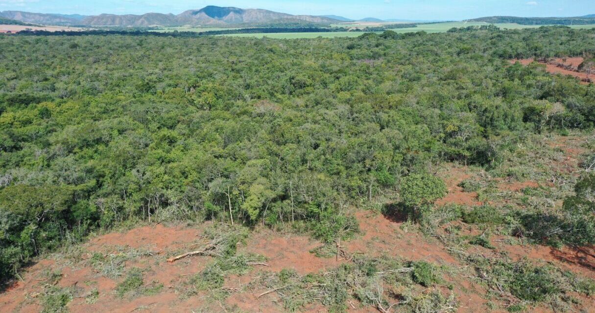 Desmatamento recua em Goiás em 2022, revela Mapbiomas