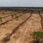 Desmatamento do Cerrado cresce 3% em um ano; área atinge 11 mil km²