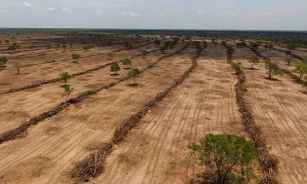 Desmatamento do Cerrado cresce 3% em um ano; área atinge 11 mil km²