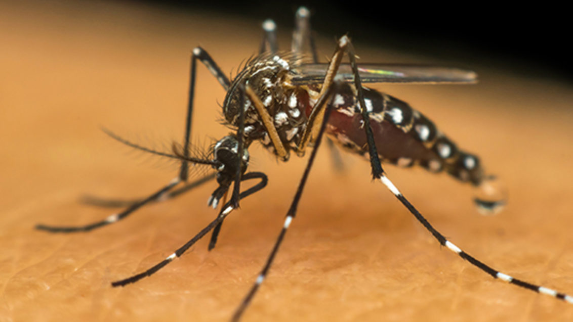 Dengue: Brasil tem 12 mortes e mais de 120 mil casos prováveis