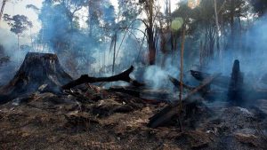 Mais de 17,3 milhões de hectares foram queimados no Brasil em 2023