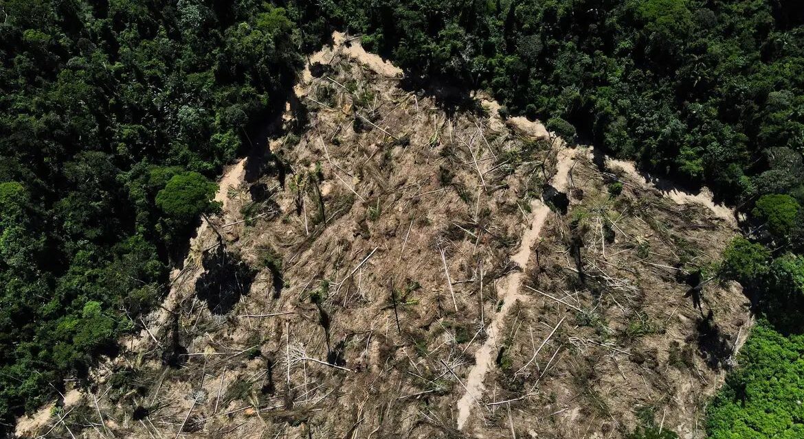 Amazônia corre risco de entrar em colapso em 2050, diz artigo
