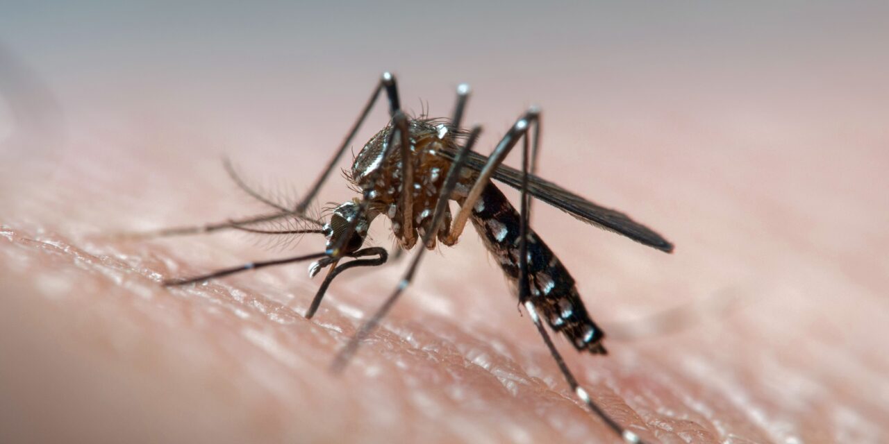 Governo de Goiás alerta para sinais de agravamento de sintomas da dengue