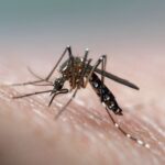 Goiás tem mais de 80 cidades em situação de emergência por causa da dengue