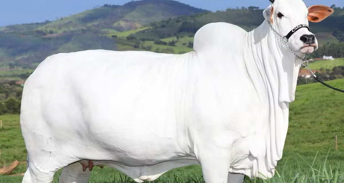 Vaca nelore goiana avaliada em R$ 21 milhões tem recorde no Guinness