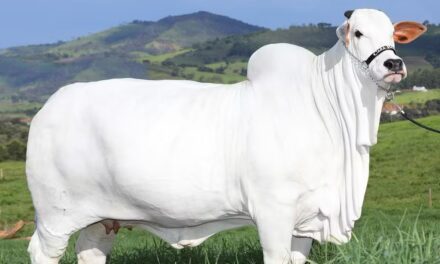 Vaca nelore goiana avaliada em R$ 21 milhões tem recorde no Guinness