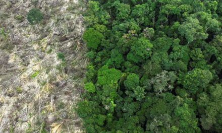 Desmatamento na Amazônia tem queda de 21,8% e no Pantanal, de 9,2%