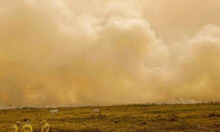 Queimada no Pantanal persiste mesmo após proibição de manejo do fogo