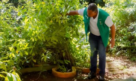 Goiás registra queda de quase 95% nas notificações de dengue entre abril e julho