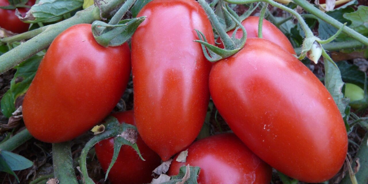 Líder nacional, produção goiana de tomate deve crescer 36,6% na safra atual