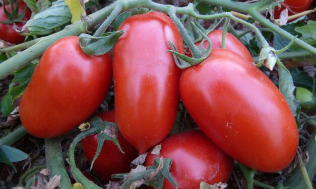 Líder nacional, produção goiana de tomate deve crescer 36,6% na safra atual