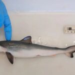 Tubarões são contaminados por cocaína, revela estudo da Fiocruz