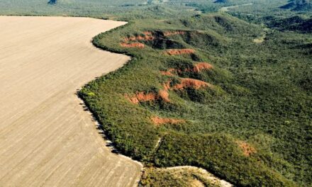 Cerrado: desmatamento emite 135 milhões de toneladas de CO2 desde 2023