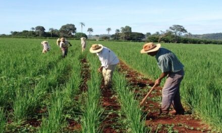 Programa do Governo de Goiás remunera produtores rurais pela preservação de áreas nativas