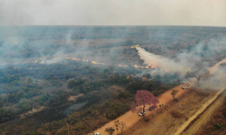 Queimadas e seca: Brasil pode perder o Pantanal até o fim do século, diz Marina Silva