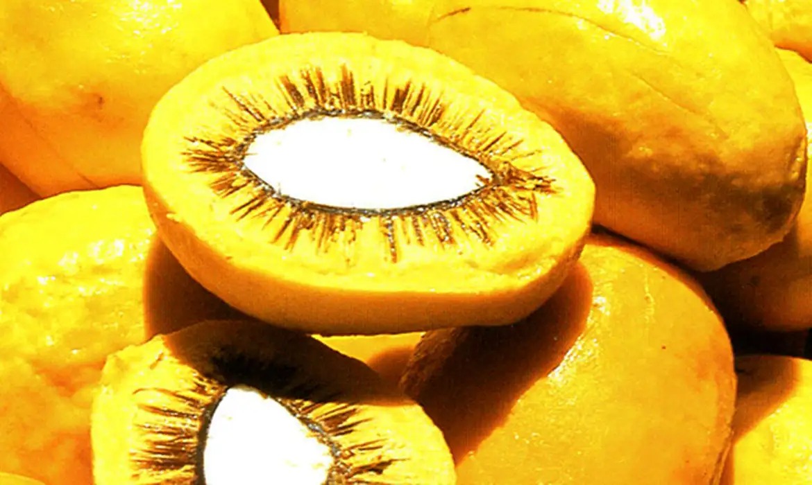 Sancionado projeto que estimula produção de frutos do Cerrado