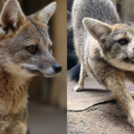 Zoológico de Goiânia apresenta dois novos moradores ao público