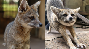 Zoológico de Goiânia apresenta dois novos moradores ao público