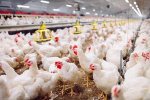 Casos de gripe aviária nos Estados Unidos preocupa autoridades para risco global; Goiás tem monitoramento da doença