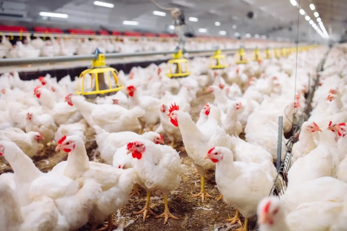 Casos de gripe aviária nos Estados Unidos preocupa autoridades para risco global; Goiás tem monitoramento da doença