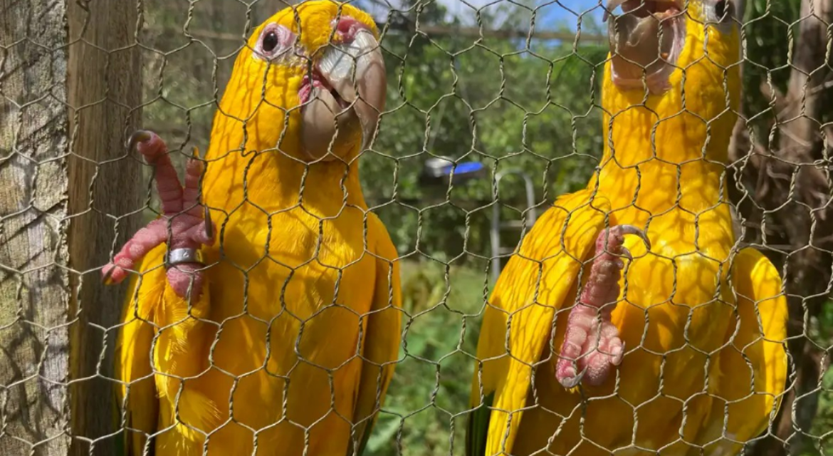 Captura e domesticação colocam animais silvestres em risco