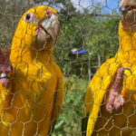 Captura e domesticação colocam animais silvestres em risco